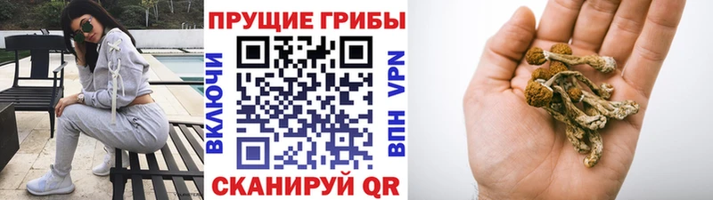 Псилоцибиновые грибы прущие грибы  Ростов-на-Дону 